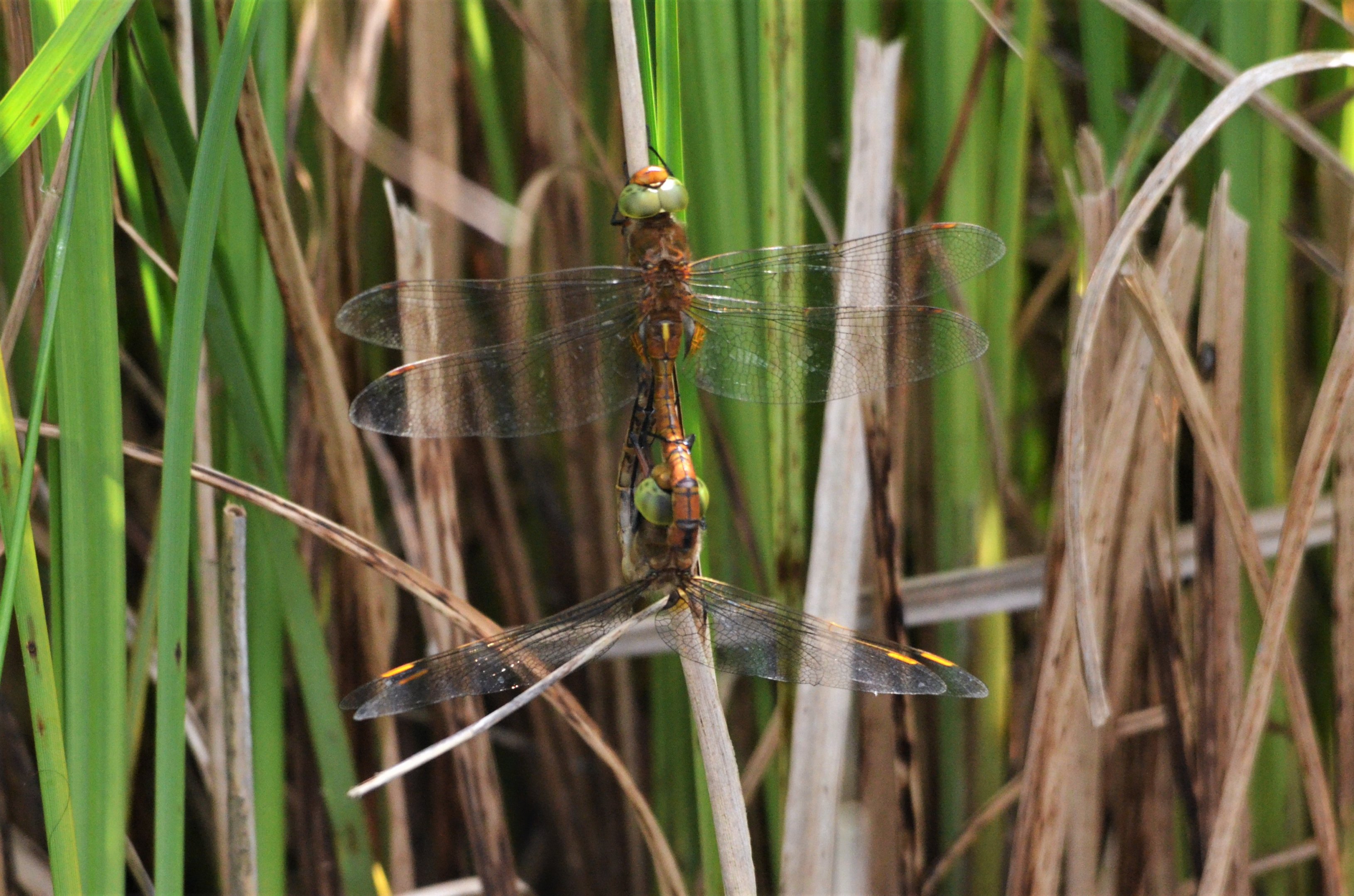 Norfolk Hawkers, Strumpshaw Fen, 10/06/17