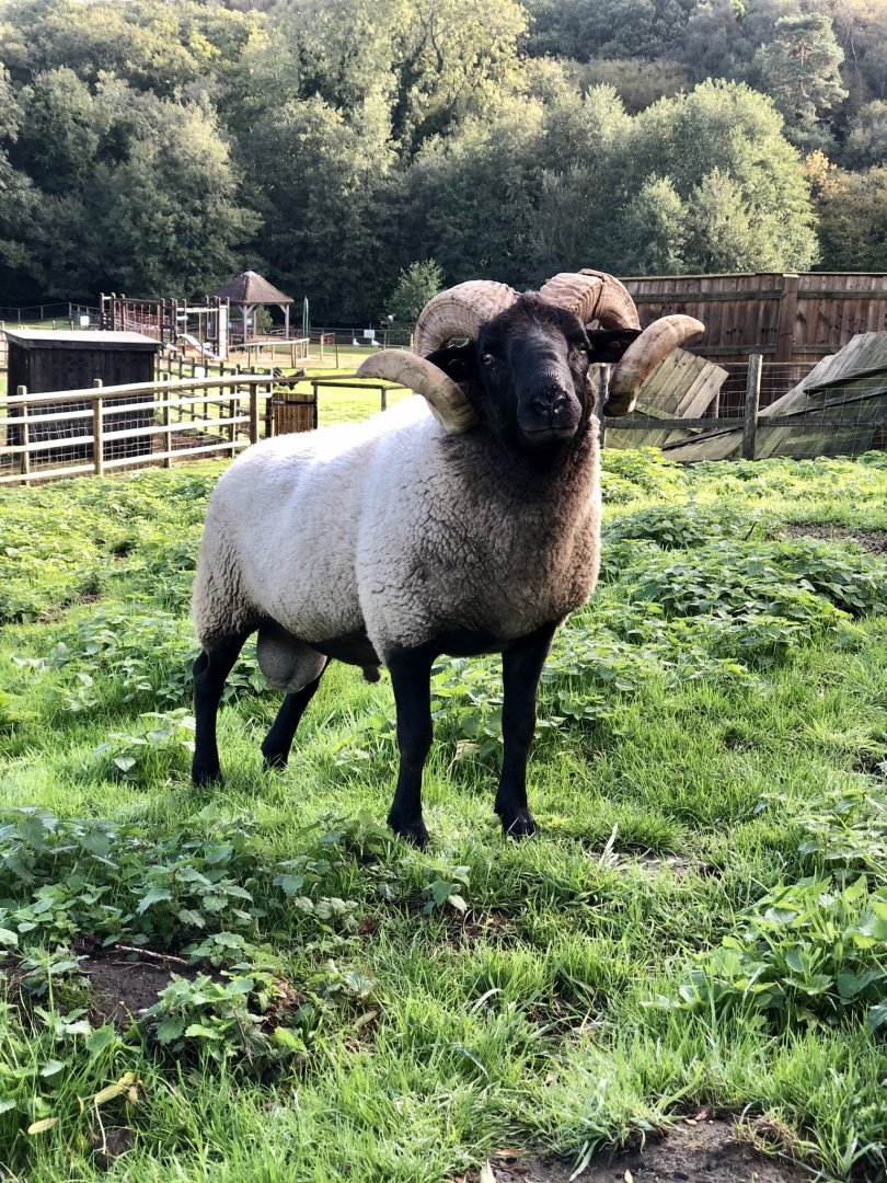 Norfolk Horn ram, Nero