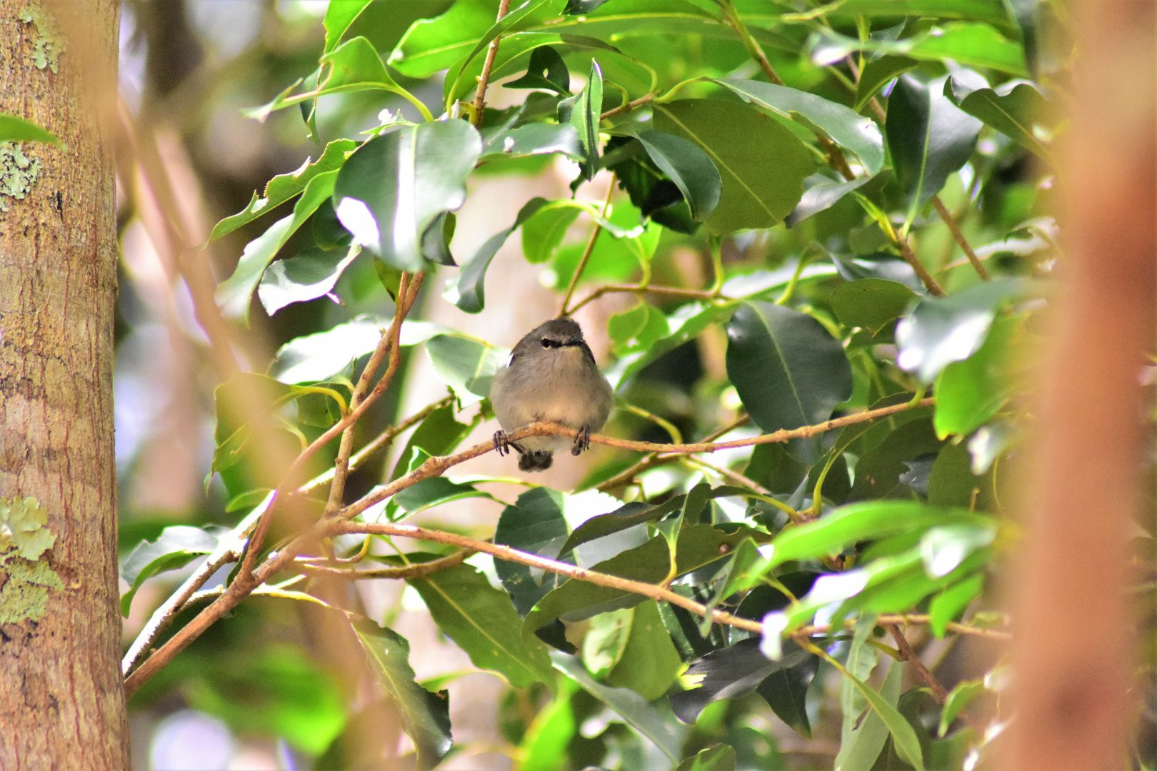 Norfolk Island Gerygone, Gerygone modesta