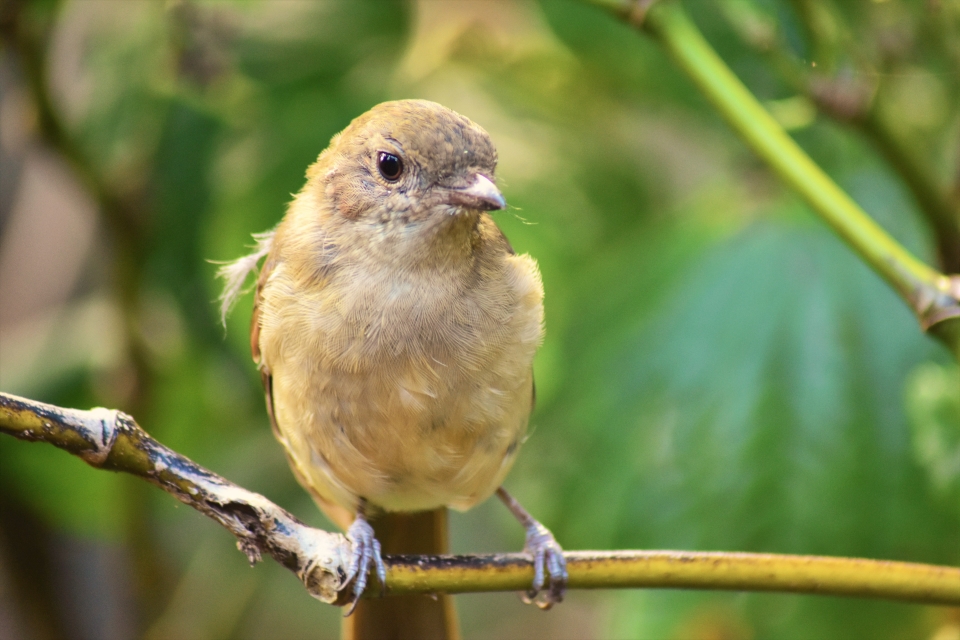 Norfolk Island Golden Whistler, Pachycephala pectoralis xanthoprocta