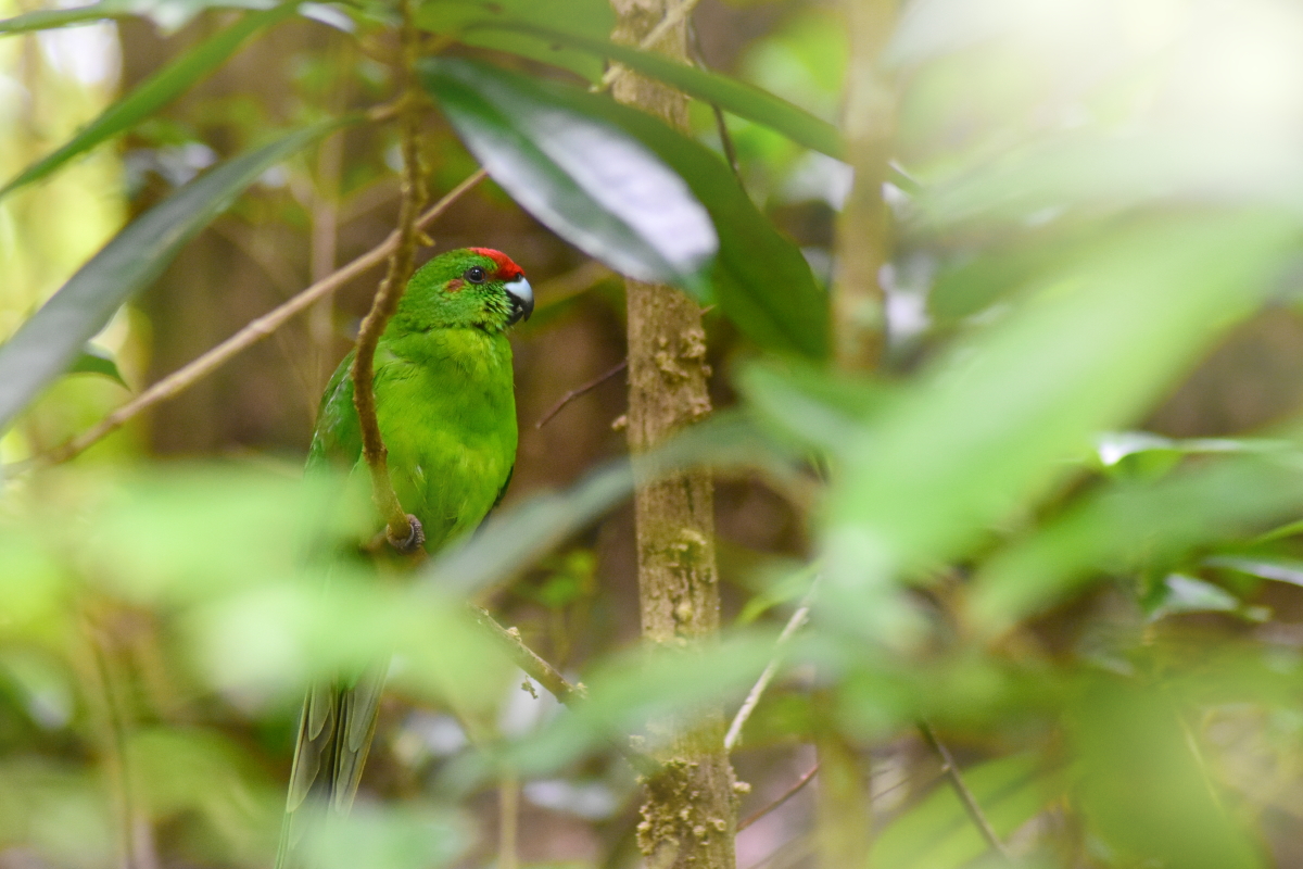Norfolk Island Green Parrot - Cyanoramphus cookii