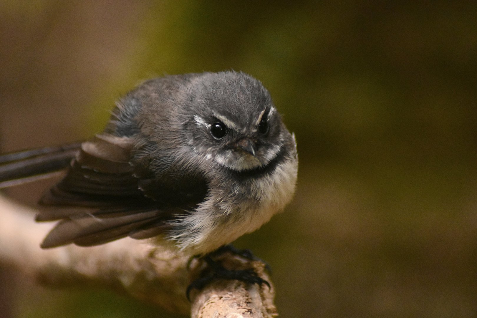 Norfolk Island Grey Fantail - Rhipidura albiscapa pelzelni