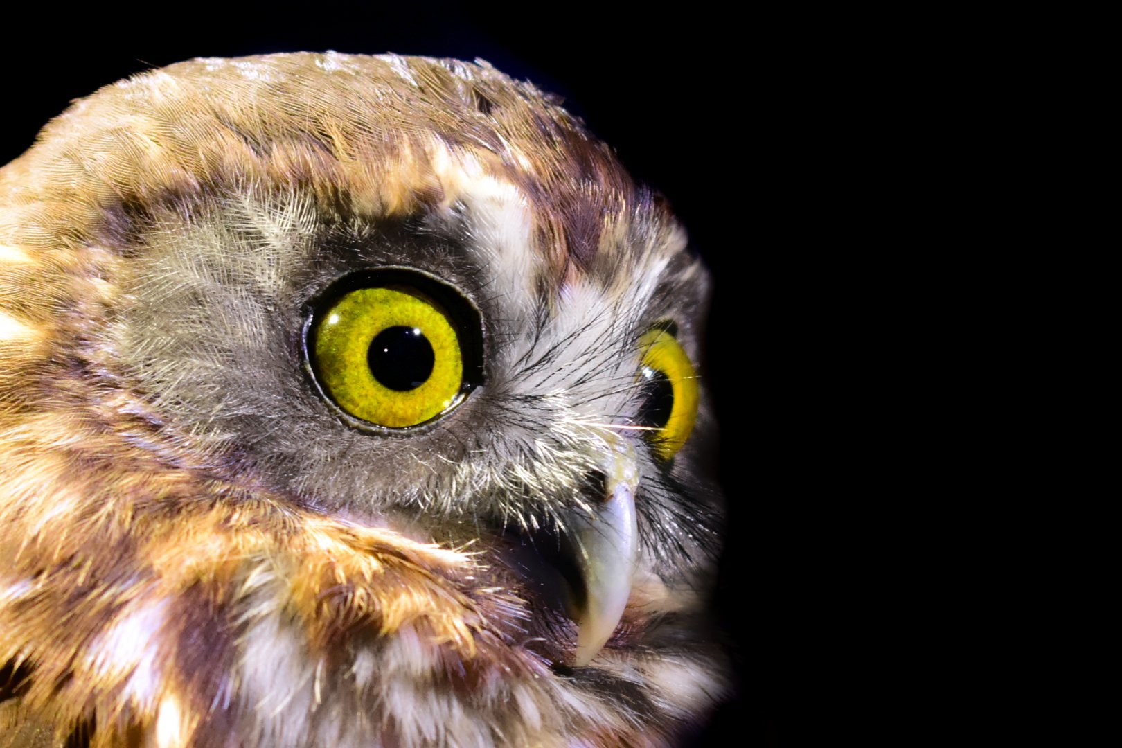 Norfolk Island Morepork