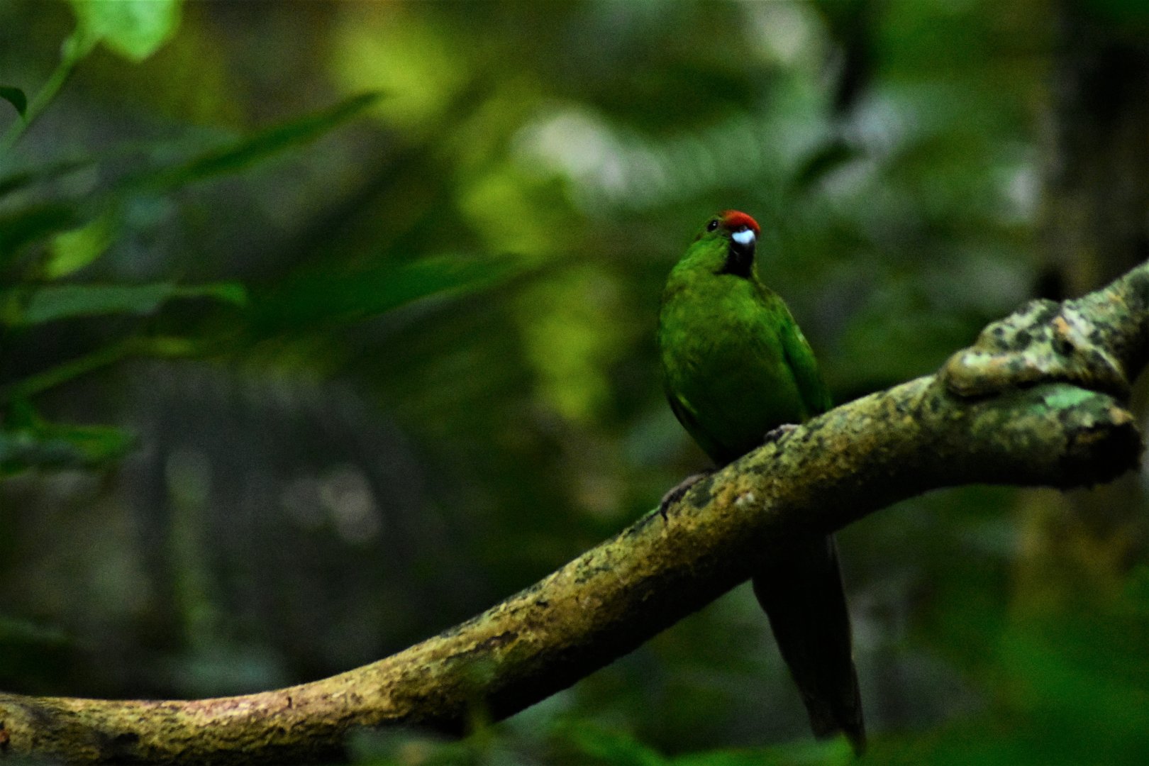 Norfolk Island Parakeet, Cyanoramphus cookii