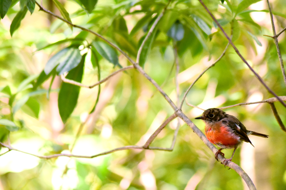 Norfolk Island Robin - Petroica multicolor (immature male)