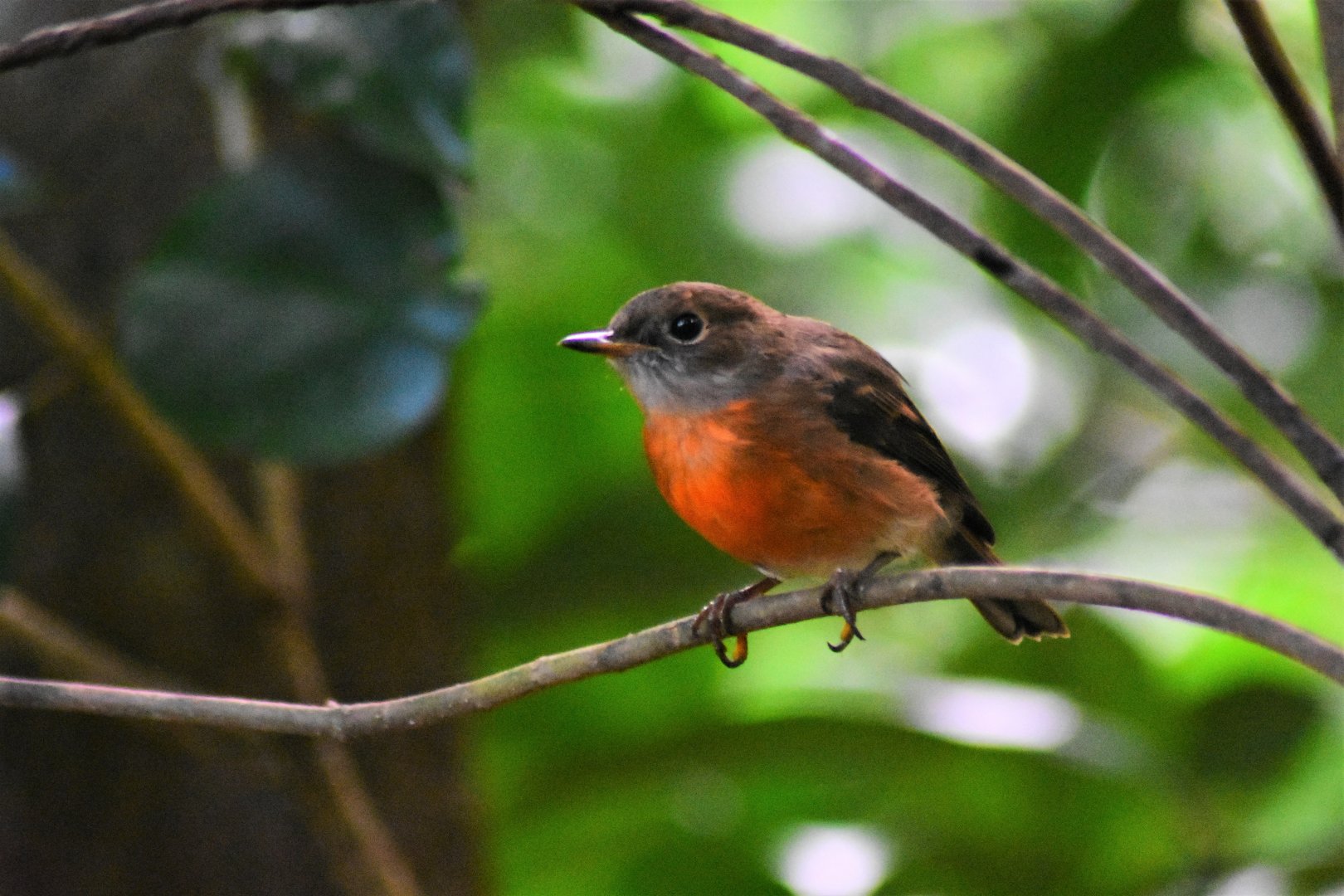 Norfolk Island Robin, Petroica multicolor