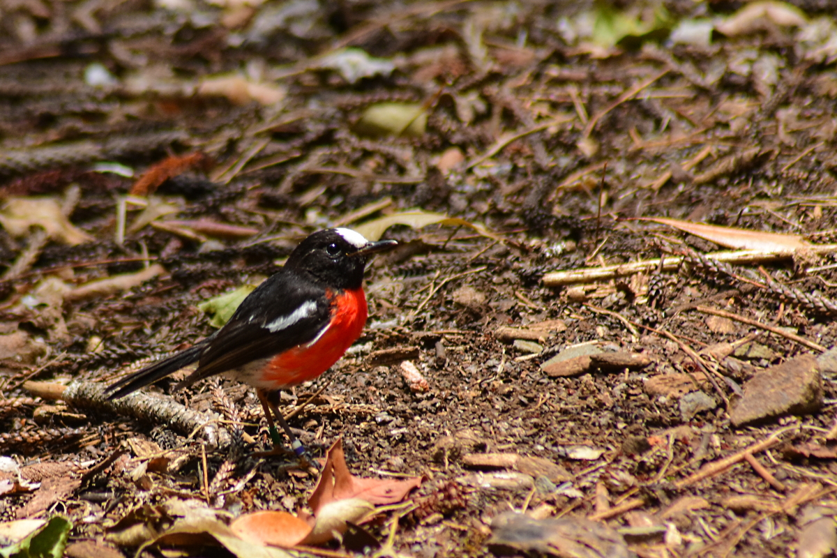 Norfolk Robin (Petroica multicolor) - adult male