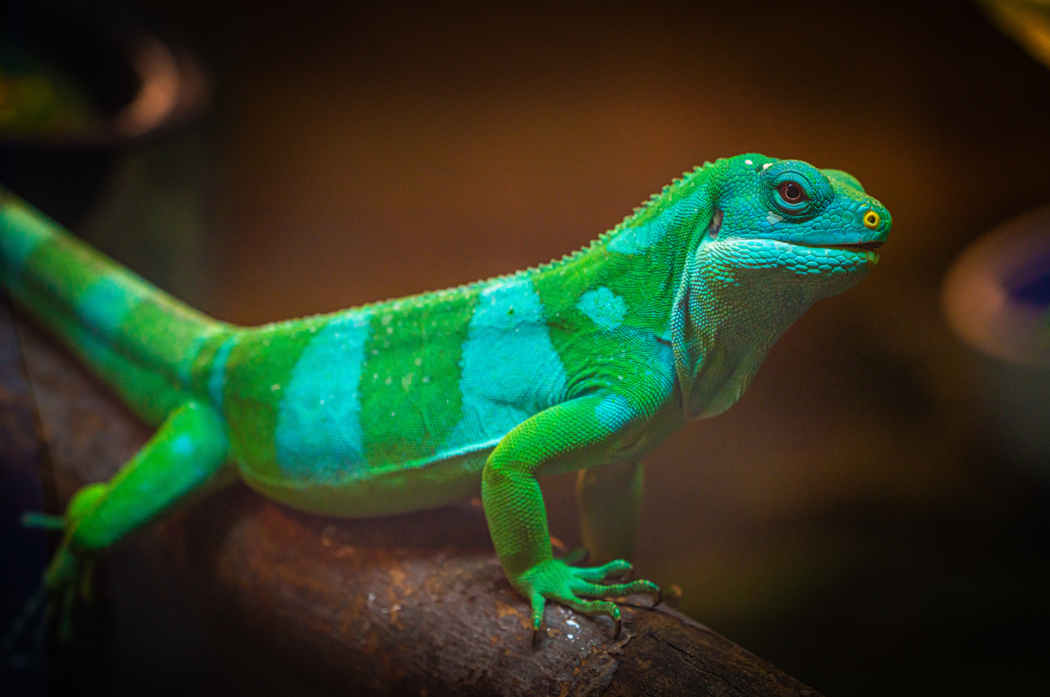 Norm the male Fiji Banded Iguana