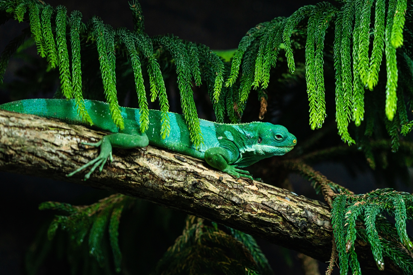 Norm the male Fiji Banded Iguana