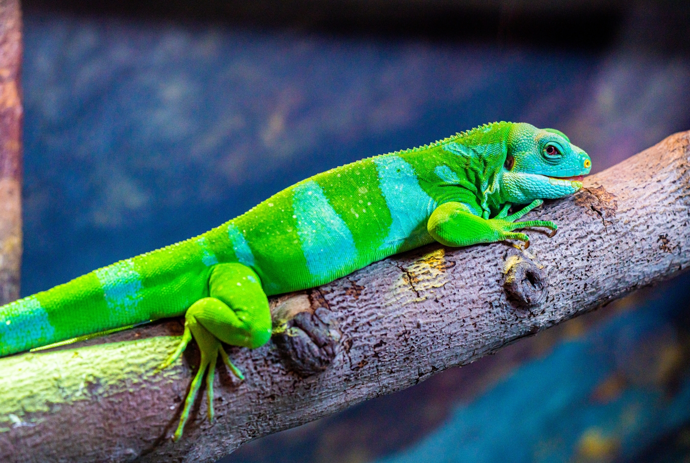 Norm the male Lau Banded Iguana