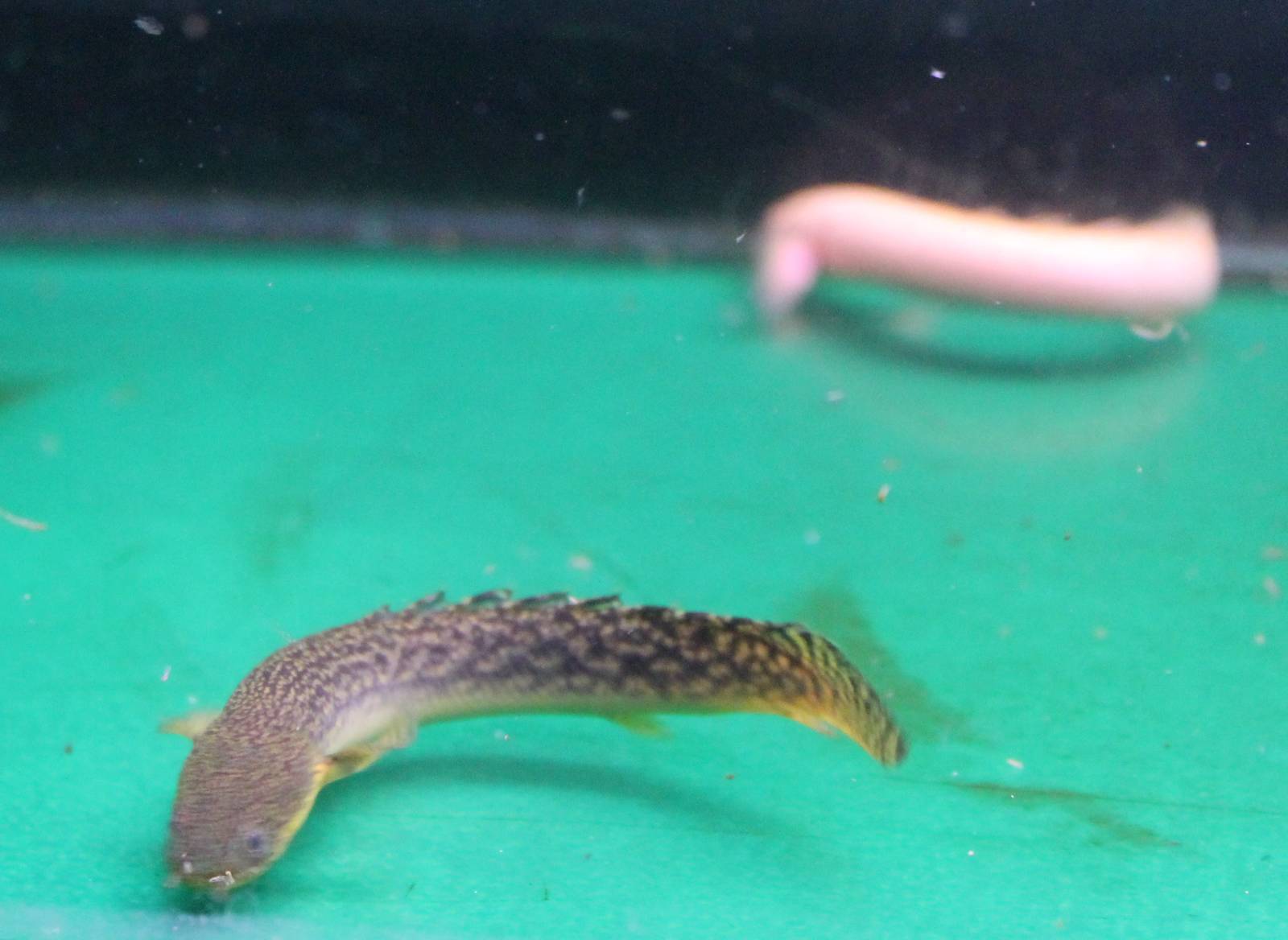 Normal and Albino Bichir species