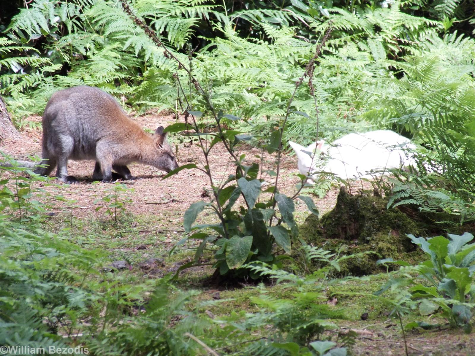 Normal and Albino Red-necked Wallabies