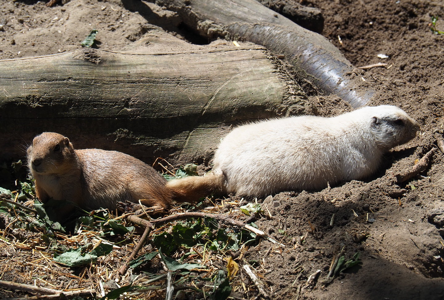 Normal and Leucistic Black-tailed prairie dog (Cynomys ludovicianus), 2019-06-01