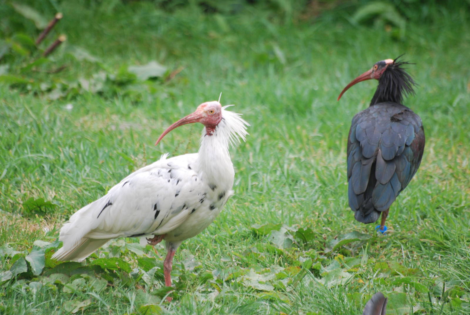 Normal and white Waldrapp ibis