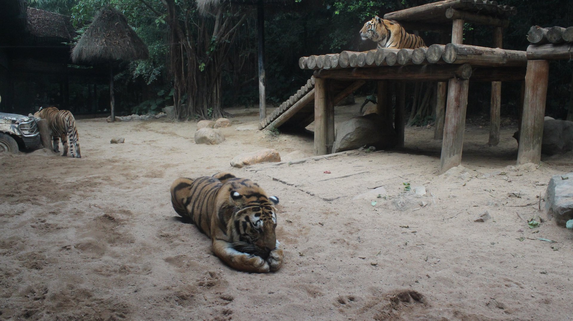 Normal tiger exhibit