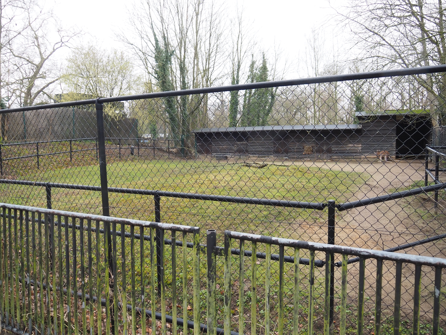 Normally off-show paddock with two male red kangaroos, 2023-02-19