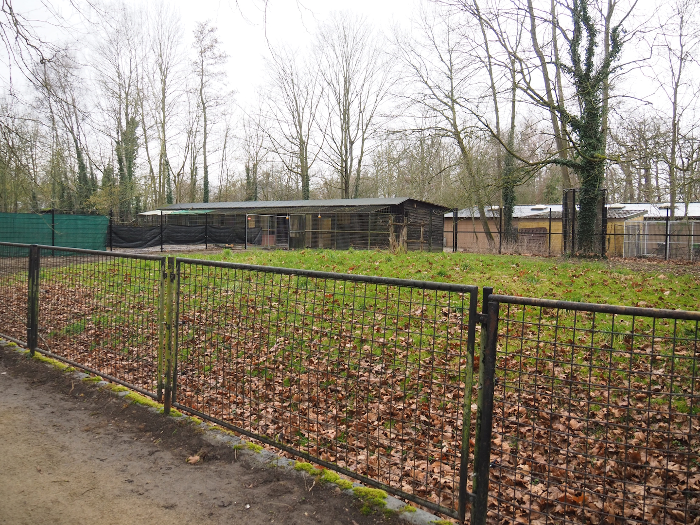 Normally off-show ungulate paddock, 2023-02-19