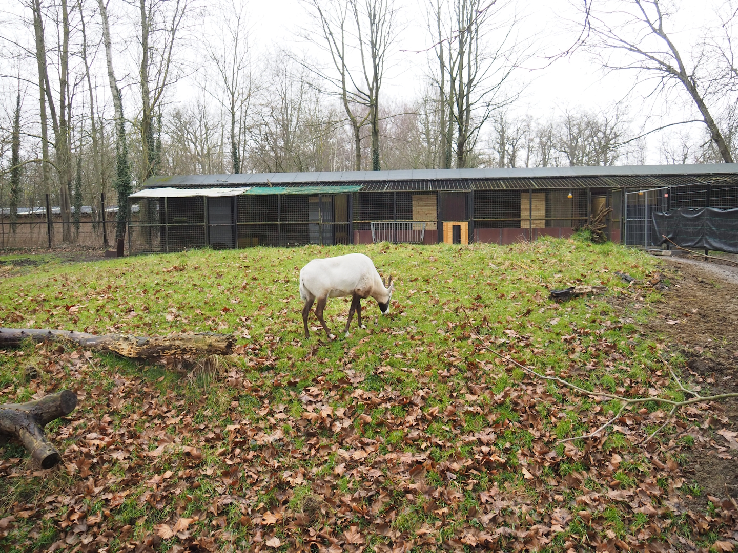 Normally off-show ungulate paddock with Arabian oryx and Slender-horned gazelle, 2023-02-19