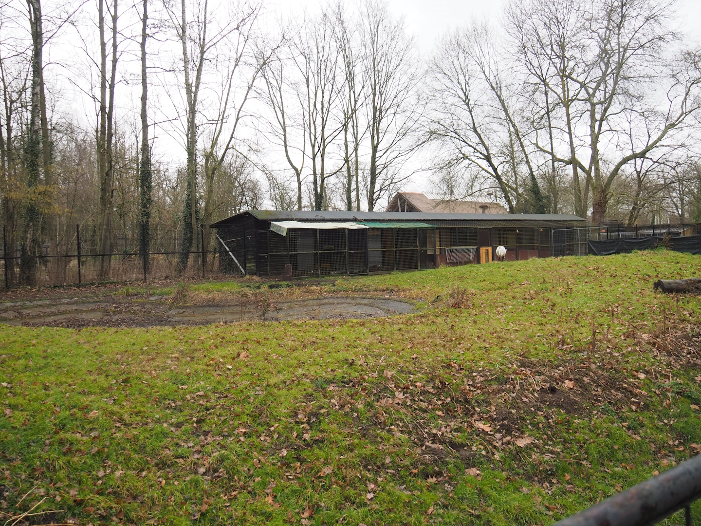 Normally off-show ungulate paddock with Arabian oryx and Slender-horned gazelle, 2023-02-19