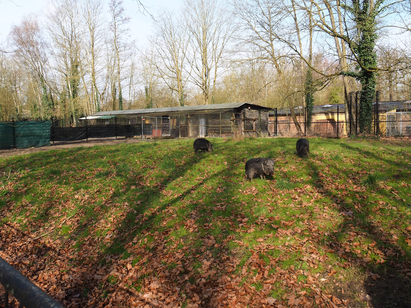 Normally off-show ungulate paddock with Chacoan peccaries, 2023-03-28