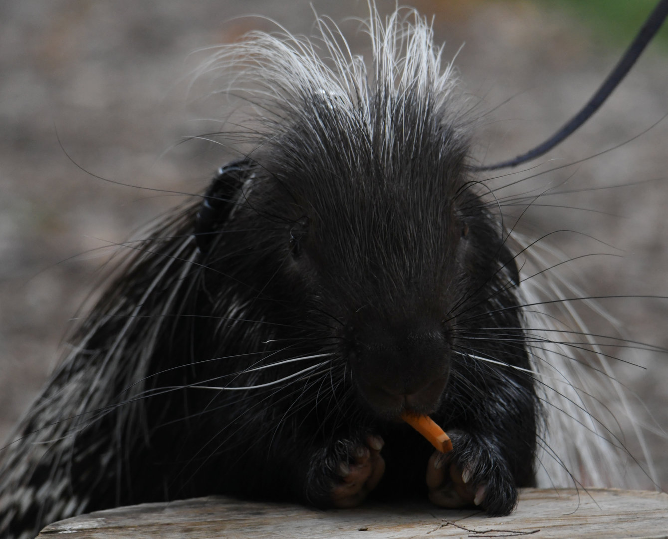 Norman - African cape porcupine - Animal ambassador