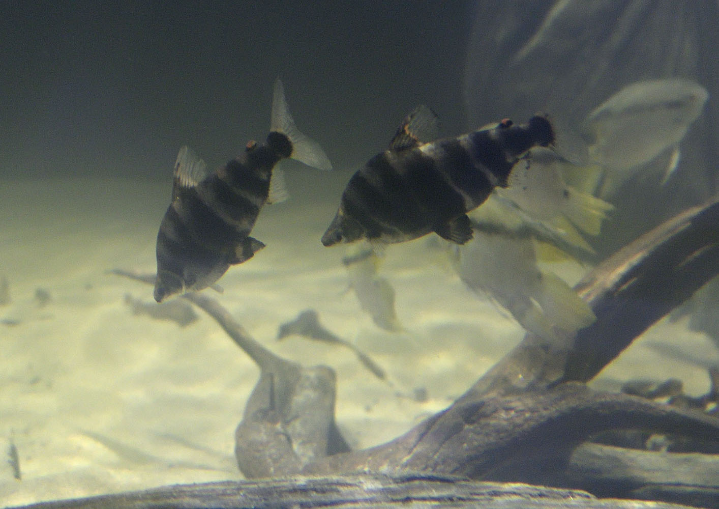 Norman's headstanders