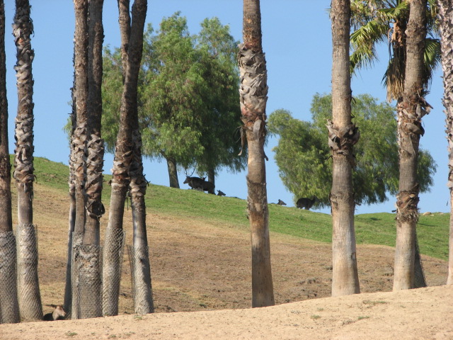 North Africa - Barbary Red Deer