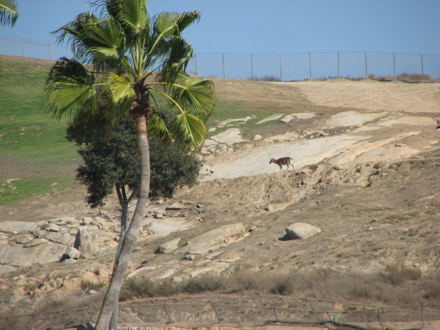 North Africa - Barbary Red Deer