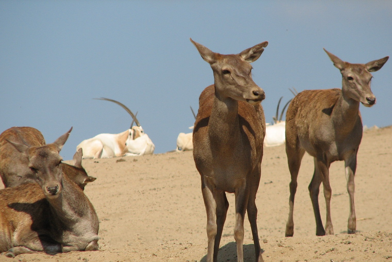 North Africa Exhibit - Barbary Red Deer and Scimitar-Horned Oryx