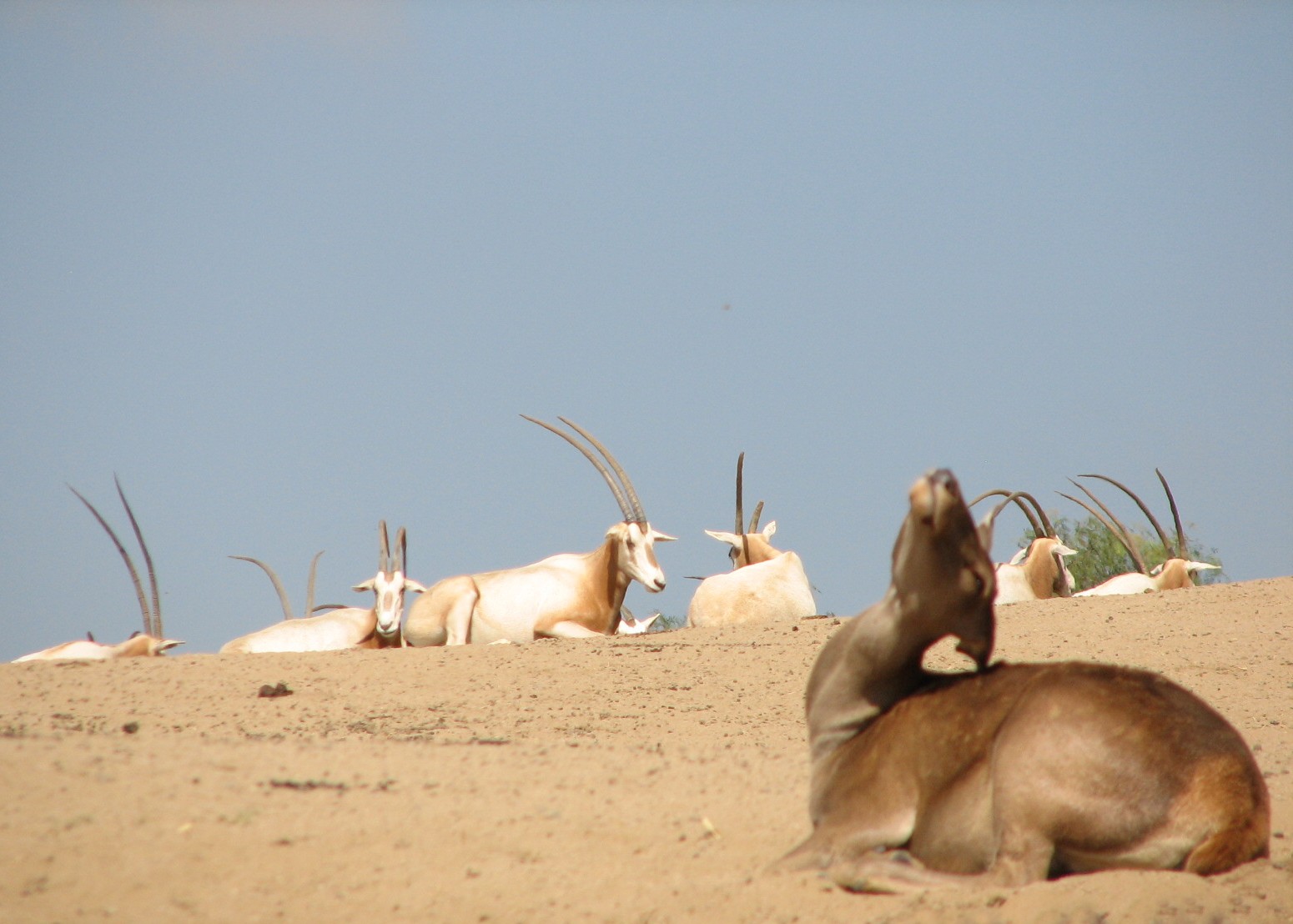 North Africa Exhibit - Barbary Red Deer and Scimitar-Horned Oryx