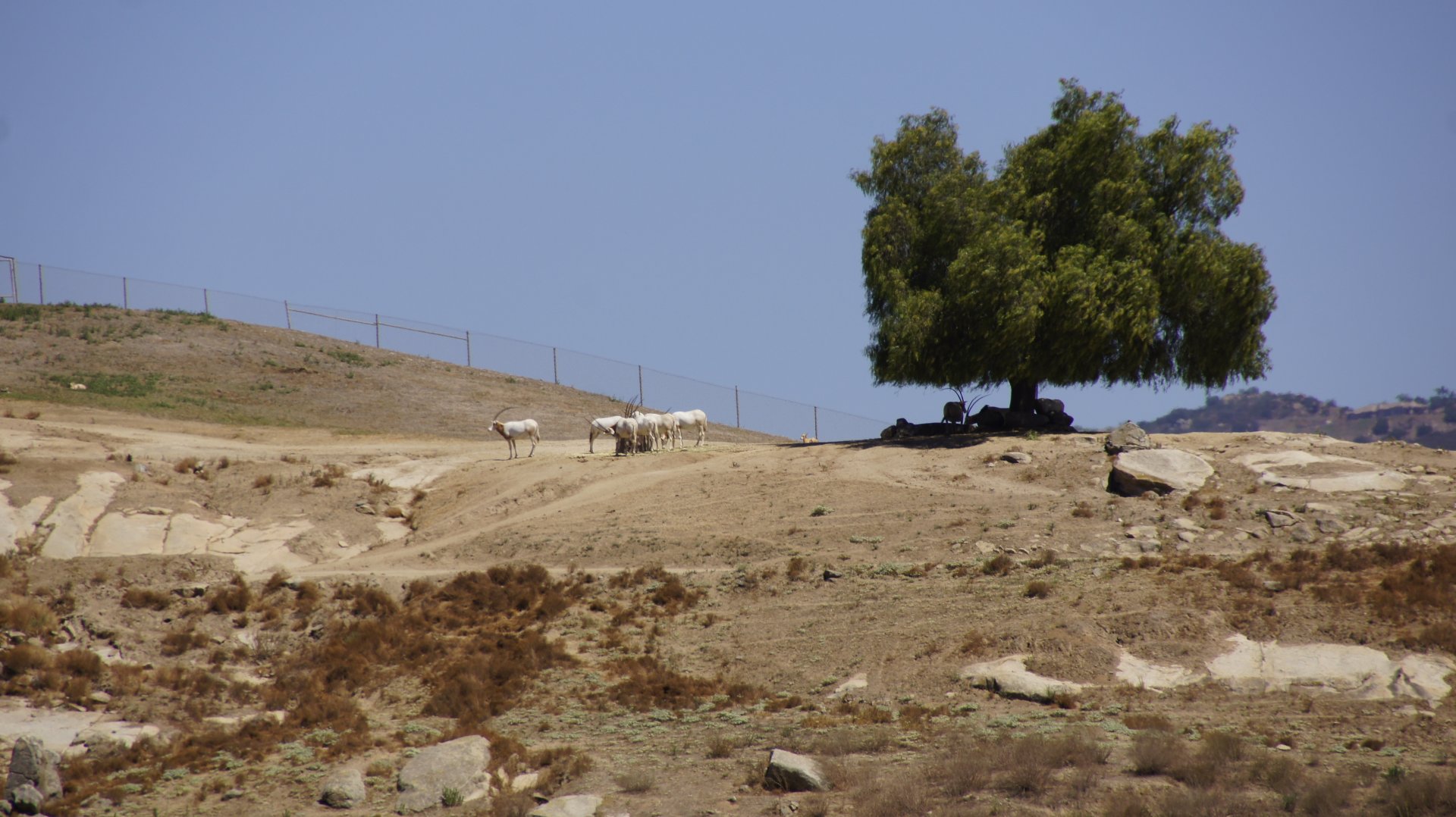 North Africa - Scimitar-Horned Oryx