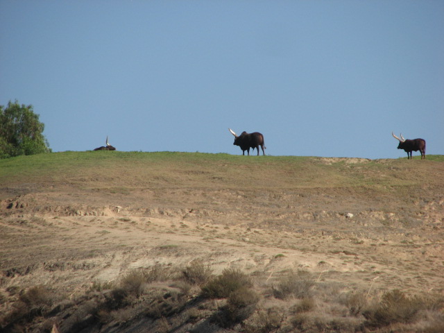 North Africa - Watusi Cattle