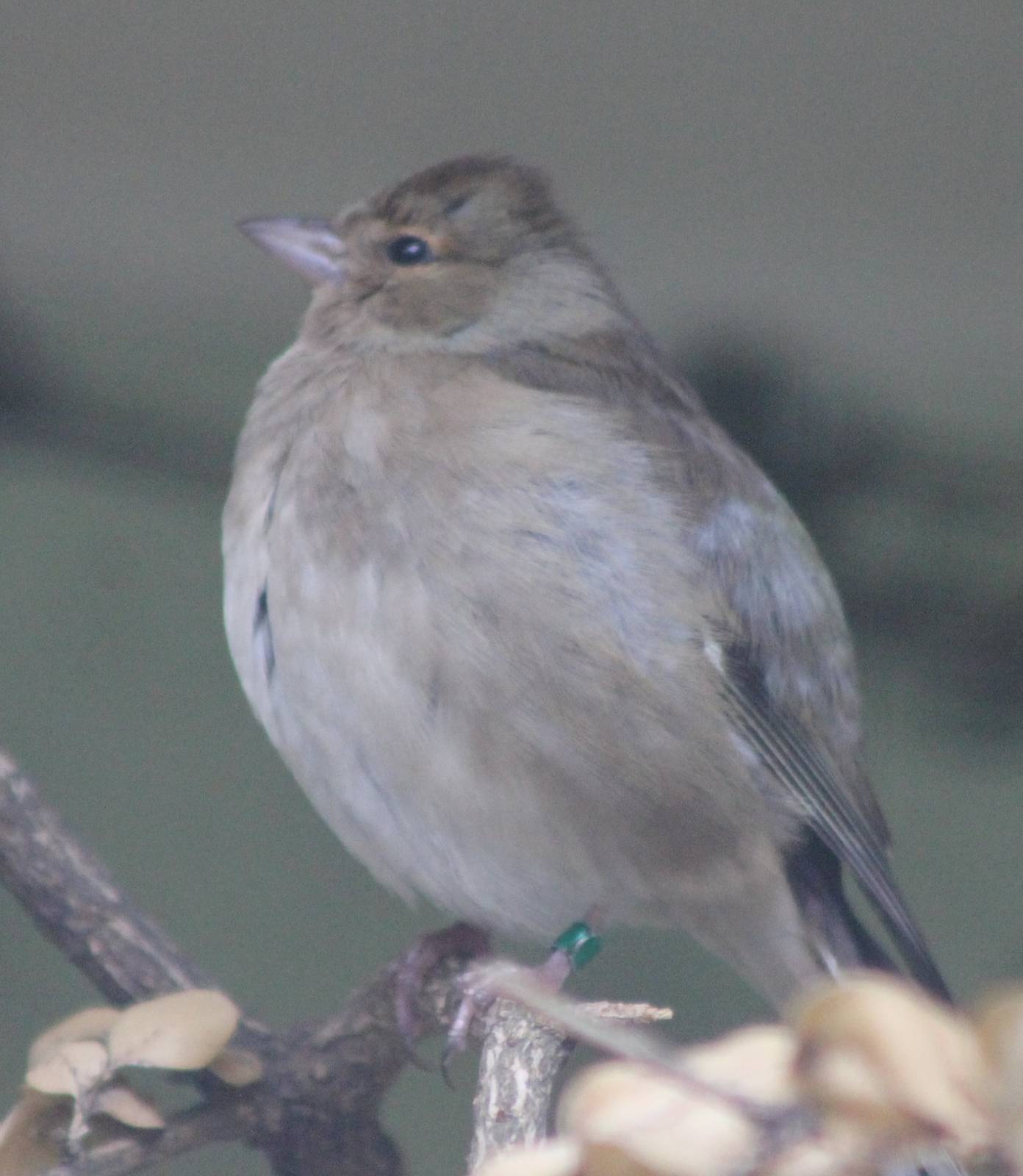 North-african chaffinch