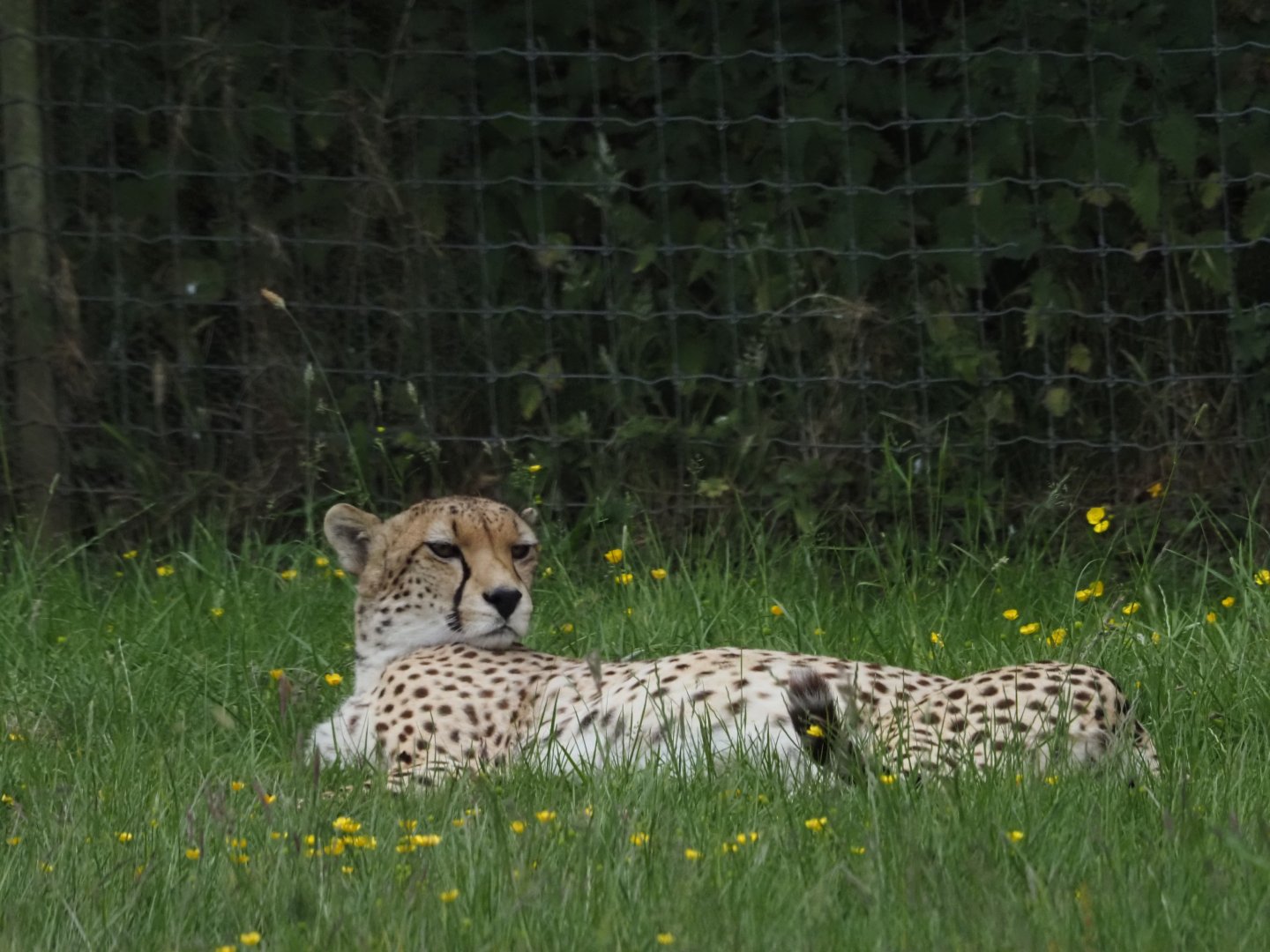 North African Cheetah 2