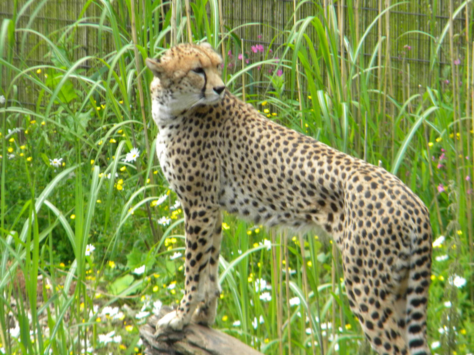 North African Cheetah at Chester Zoo 11/06/11