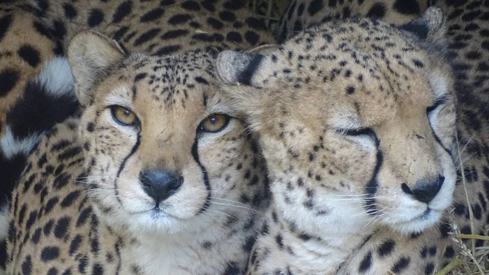 North African Cheetah duo 02/02/16