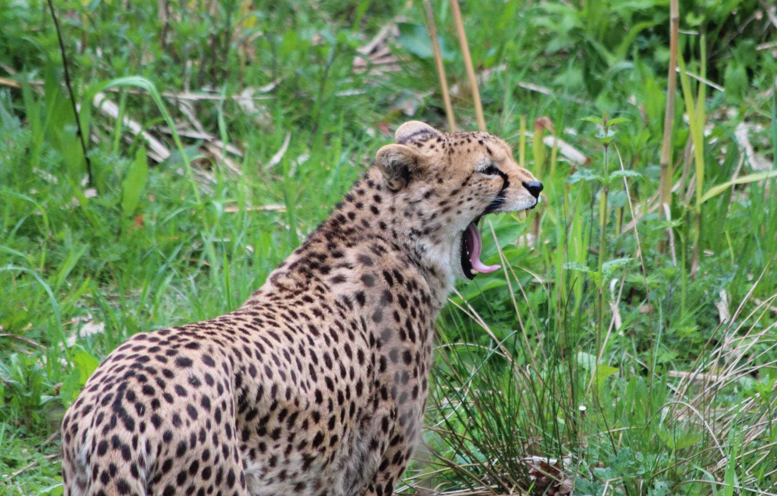 North African Cheetah