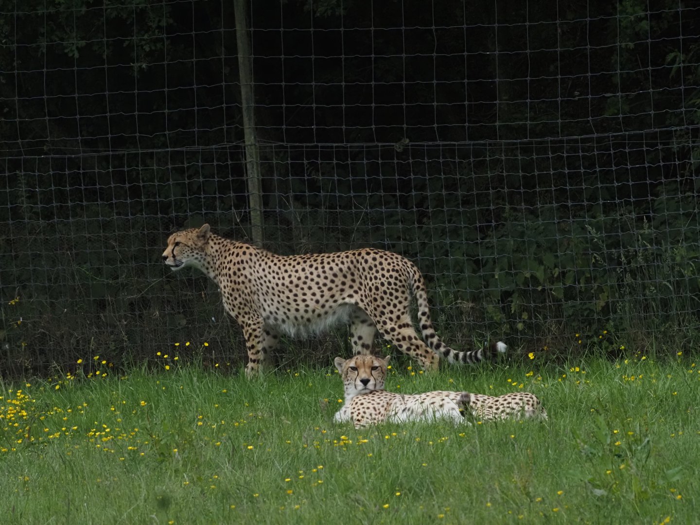 North African Cheetahs