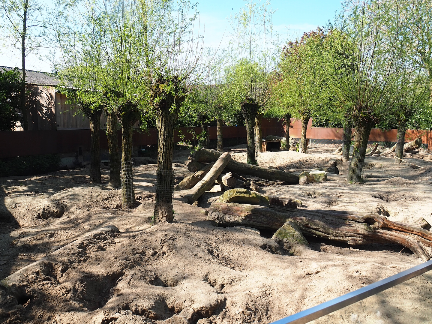 North African crested porcupine and Banded mongoose exhibit, 2023-04-30