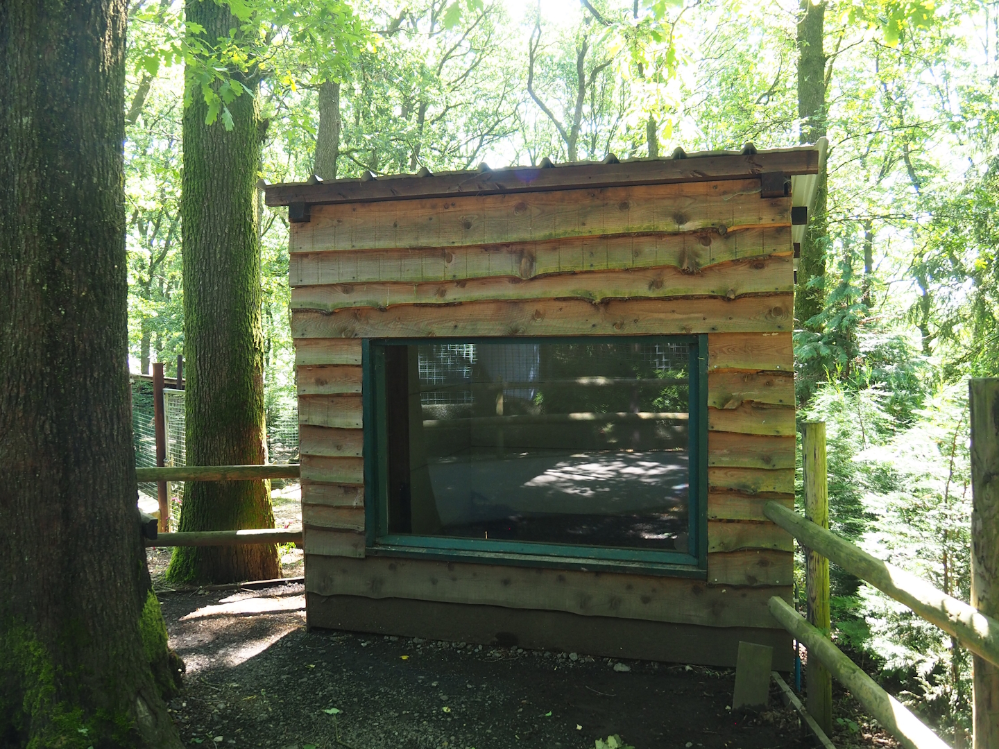 North African crested porcupine barn, 2023-06-24