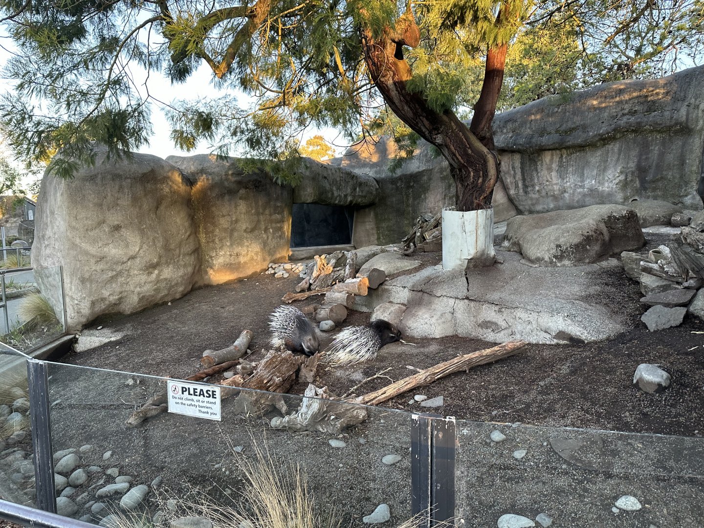 North African Crested Porcupine Exhibit