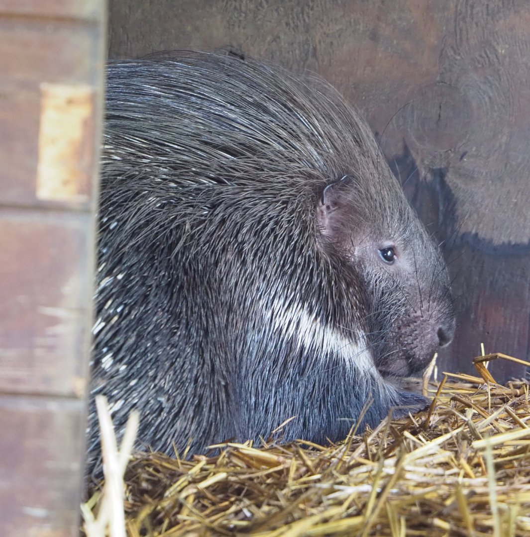 North African crested porcupine (Hystrix cristata), 2021-06-15