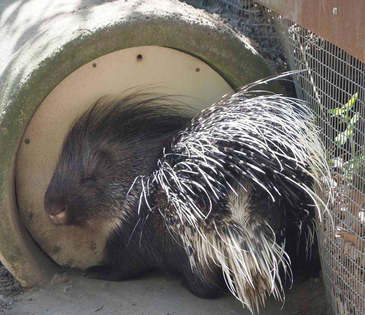 North African crested porcupine (Hystrix cristata), 2023-04-30