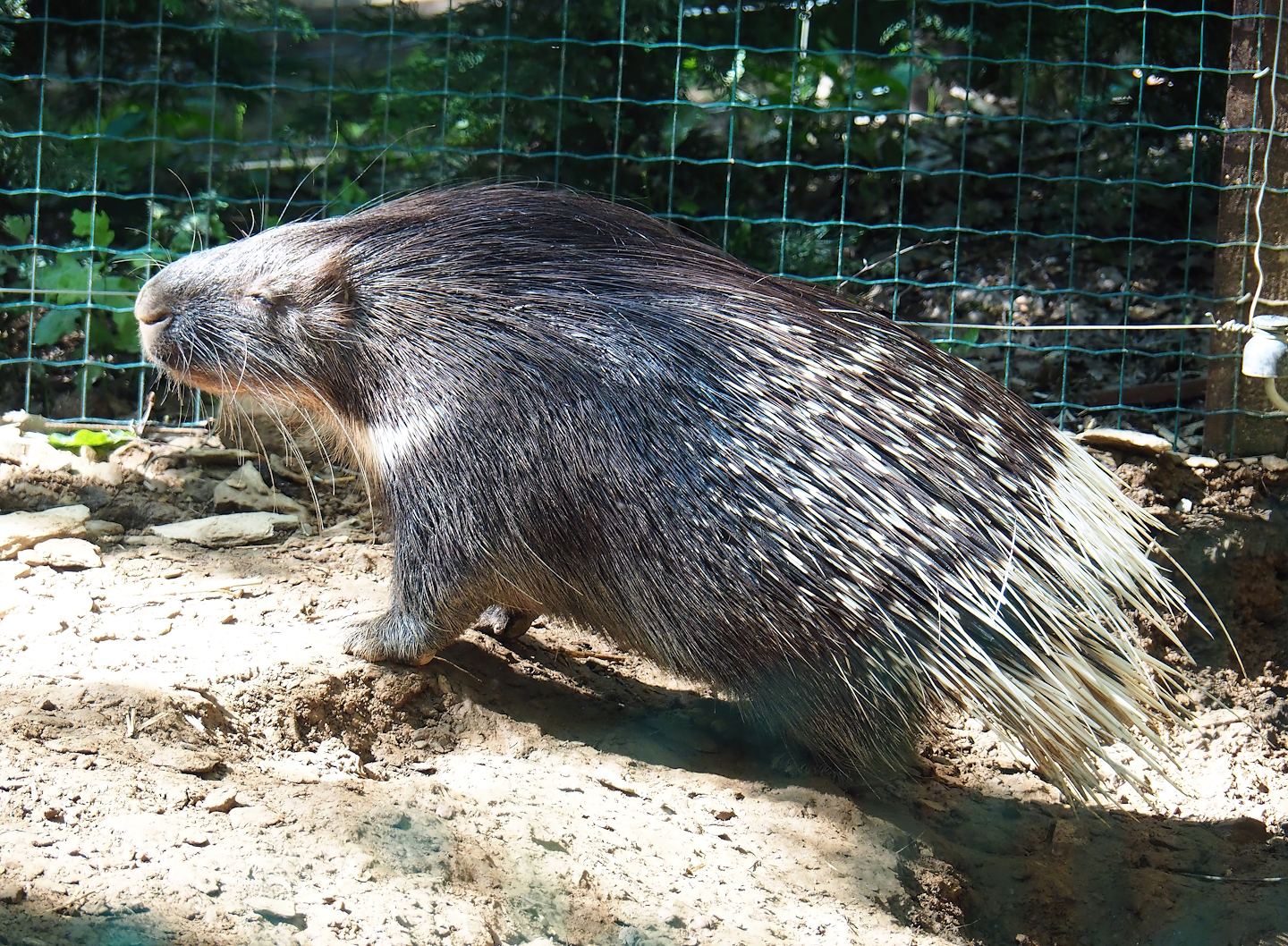 North African crested porcupine (Hystrix cristata),, 2023-06-24