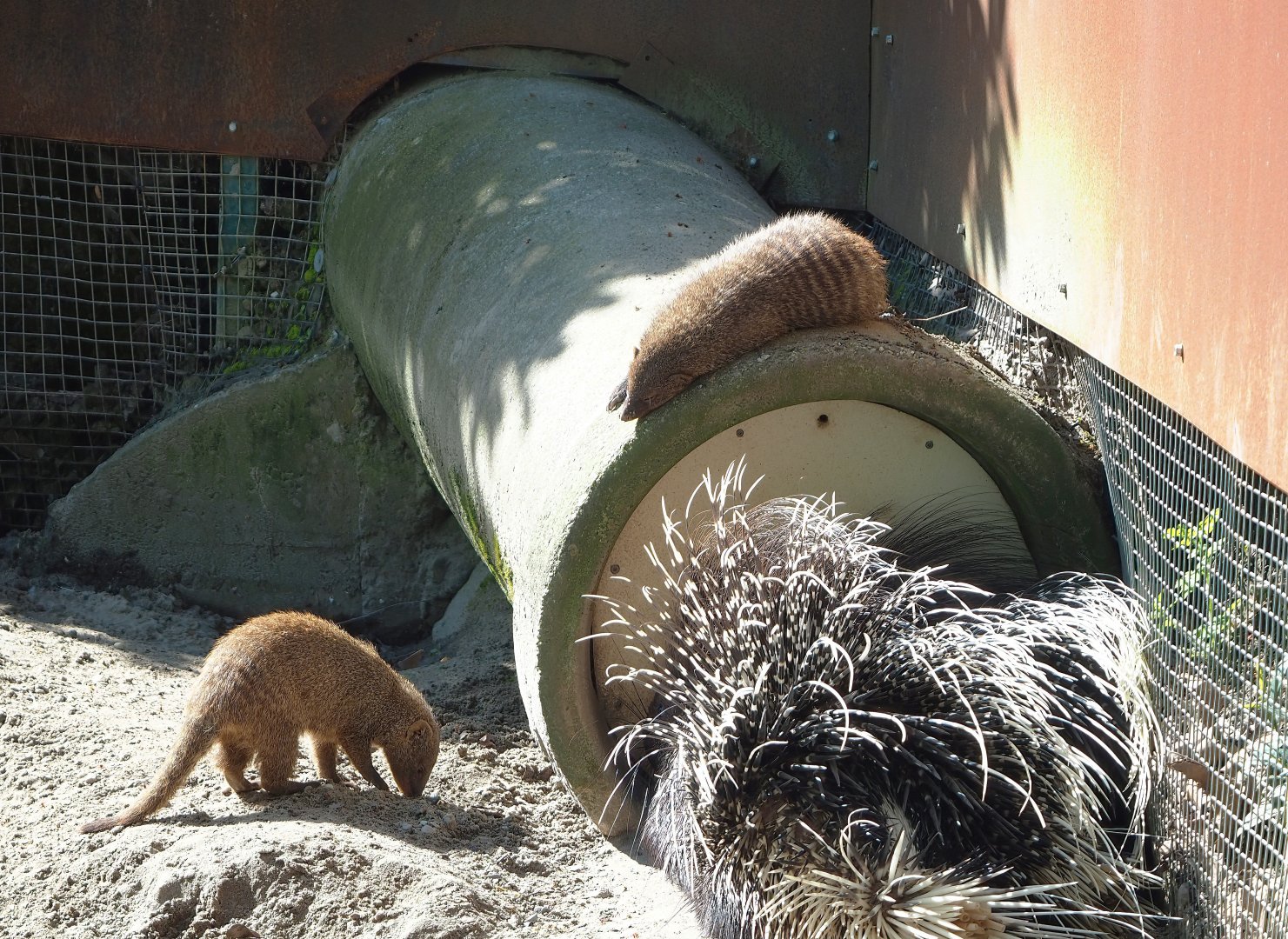 North African crested porcupine (Hystrix cristata) and Banded mongoose (Mungos mungo), 2023-04-30