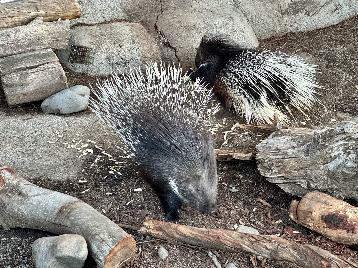North African crested porcupine (Hystrix cristata)