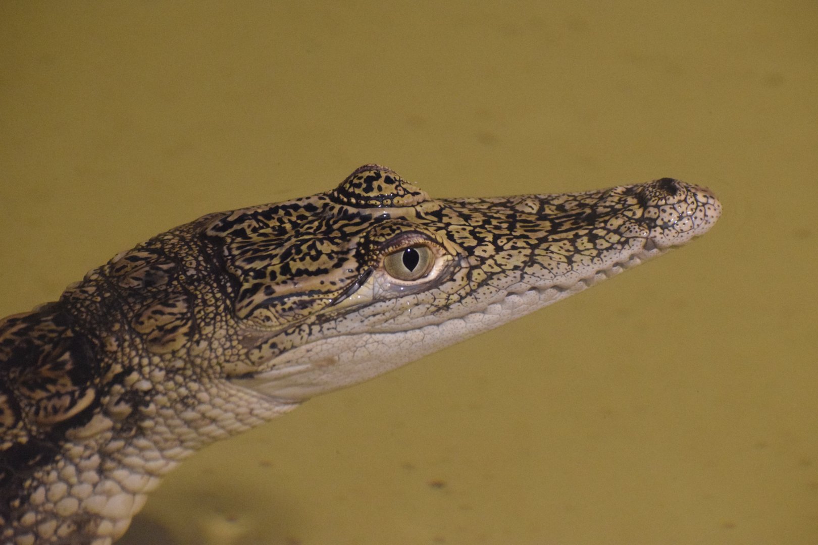 North African crocodile