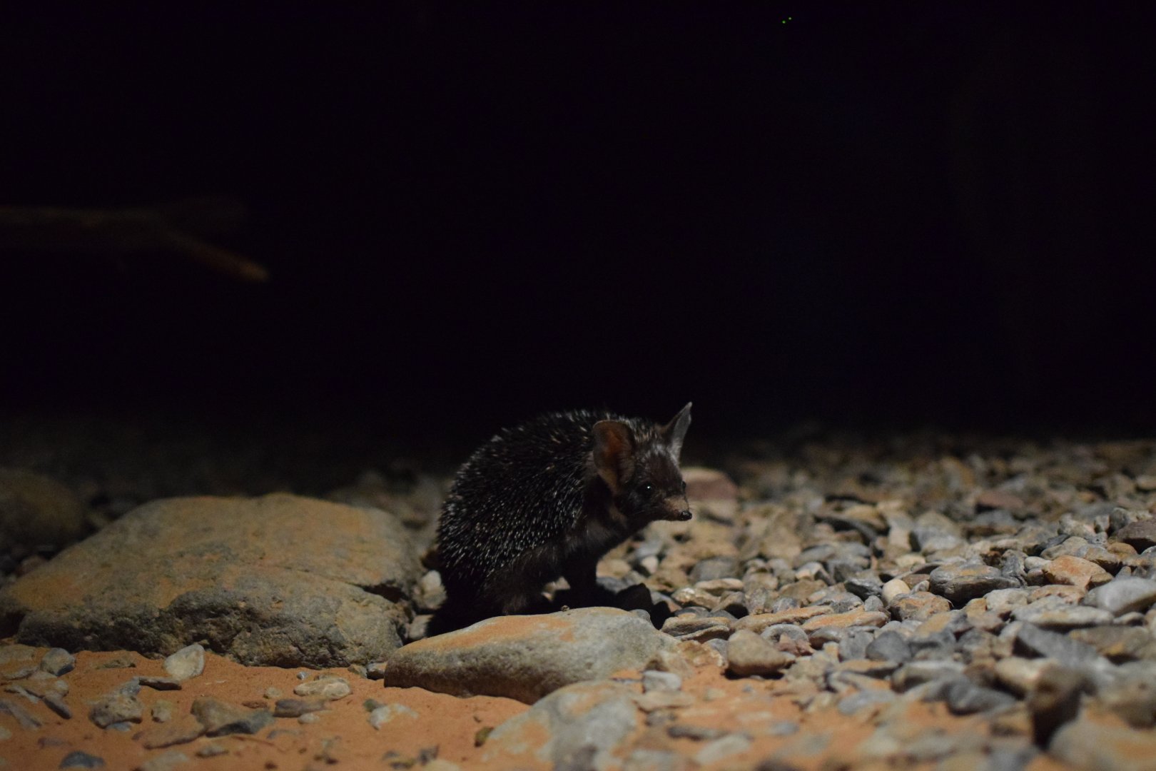 North African desert hedgehog - Al Hefaiyah Conservation Centre