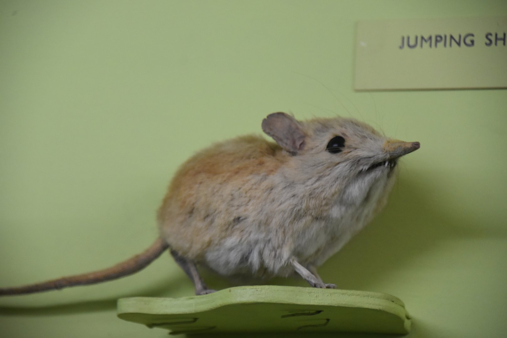 North African elephant shrew