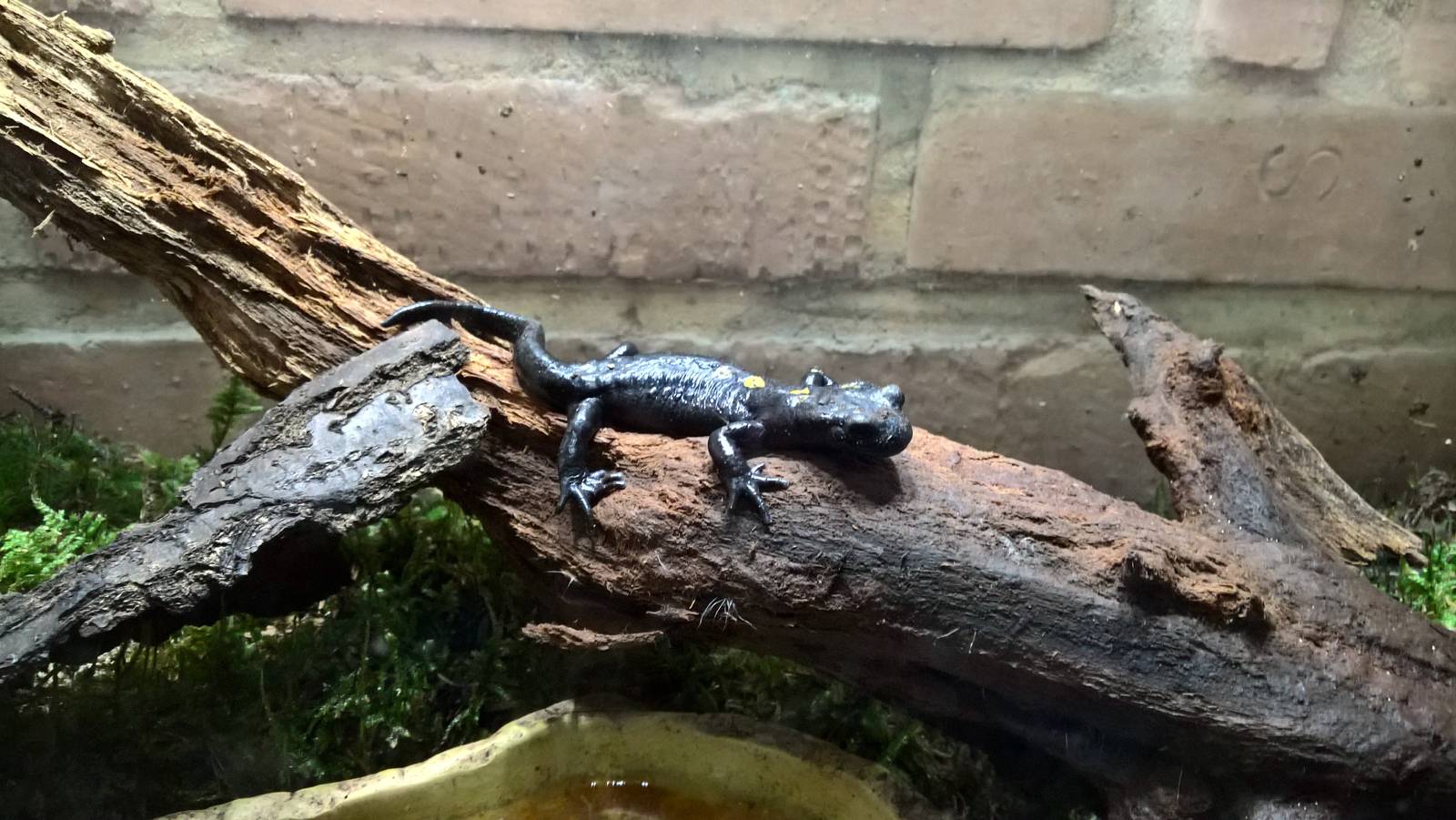 North African fire salamander